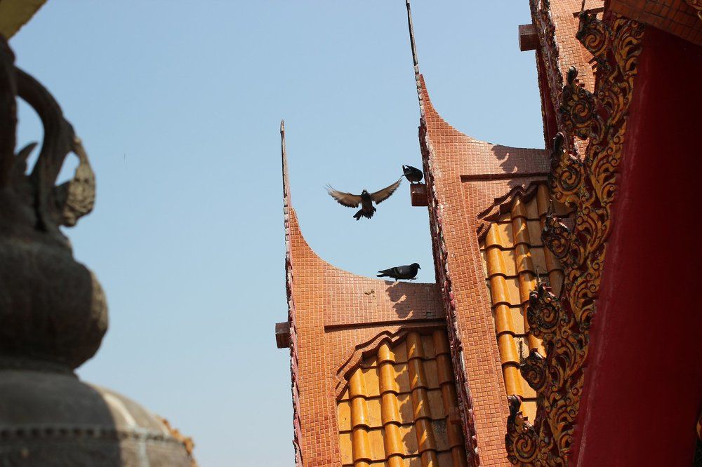 Flying pigeon. Thailand
