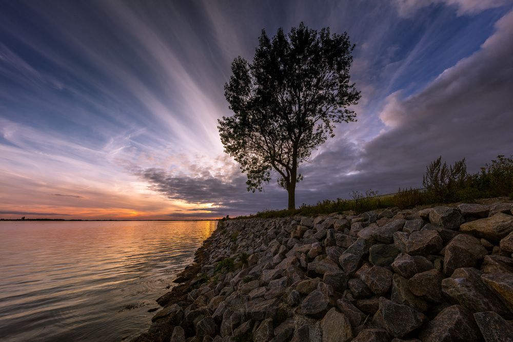 НЕБЕСНЫЕ ИГРЫ У ДЕРЕВА.