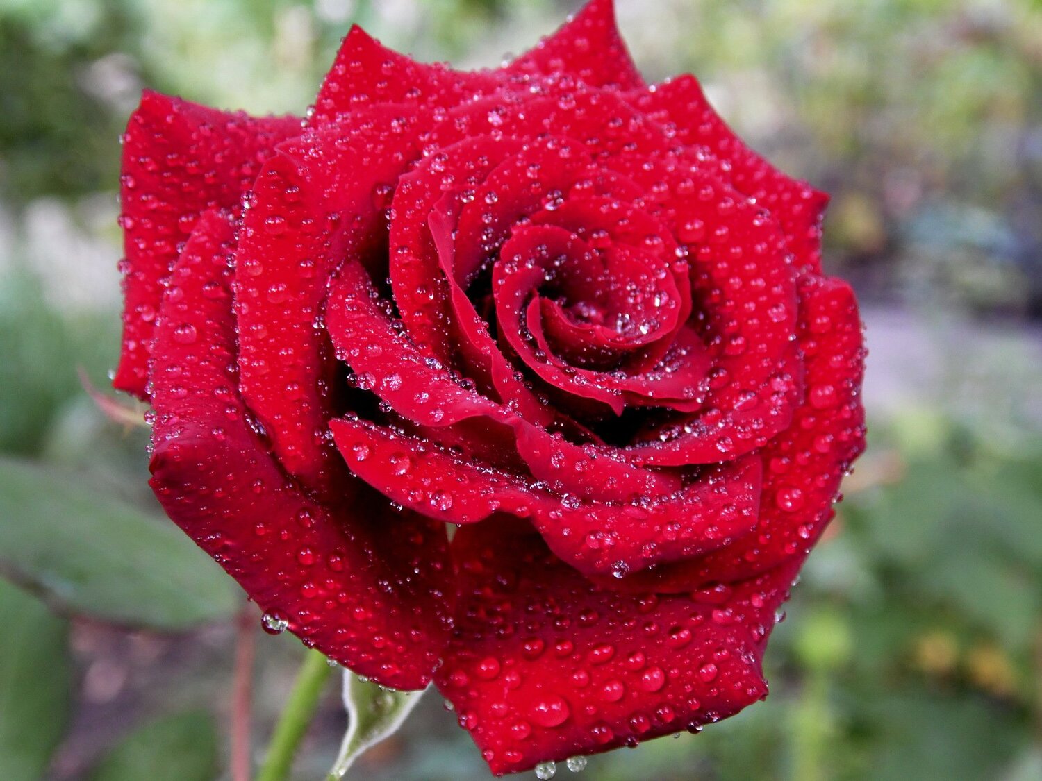 Единственная моя!
