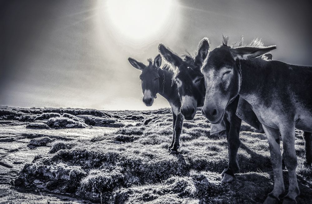 On the way to Bethlehem