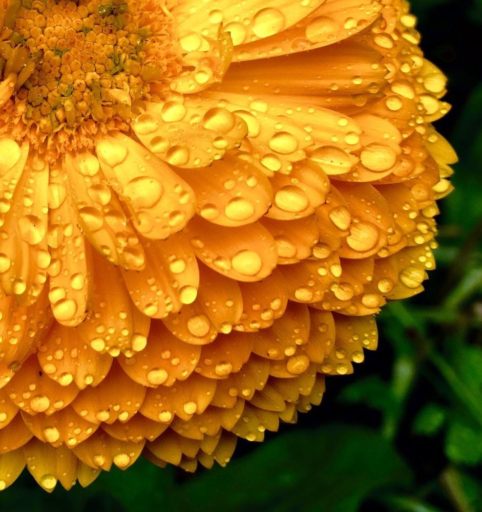 Raindrops and the missing  petal