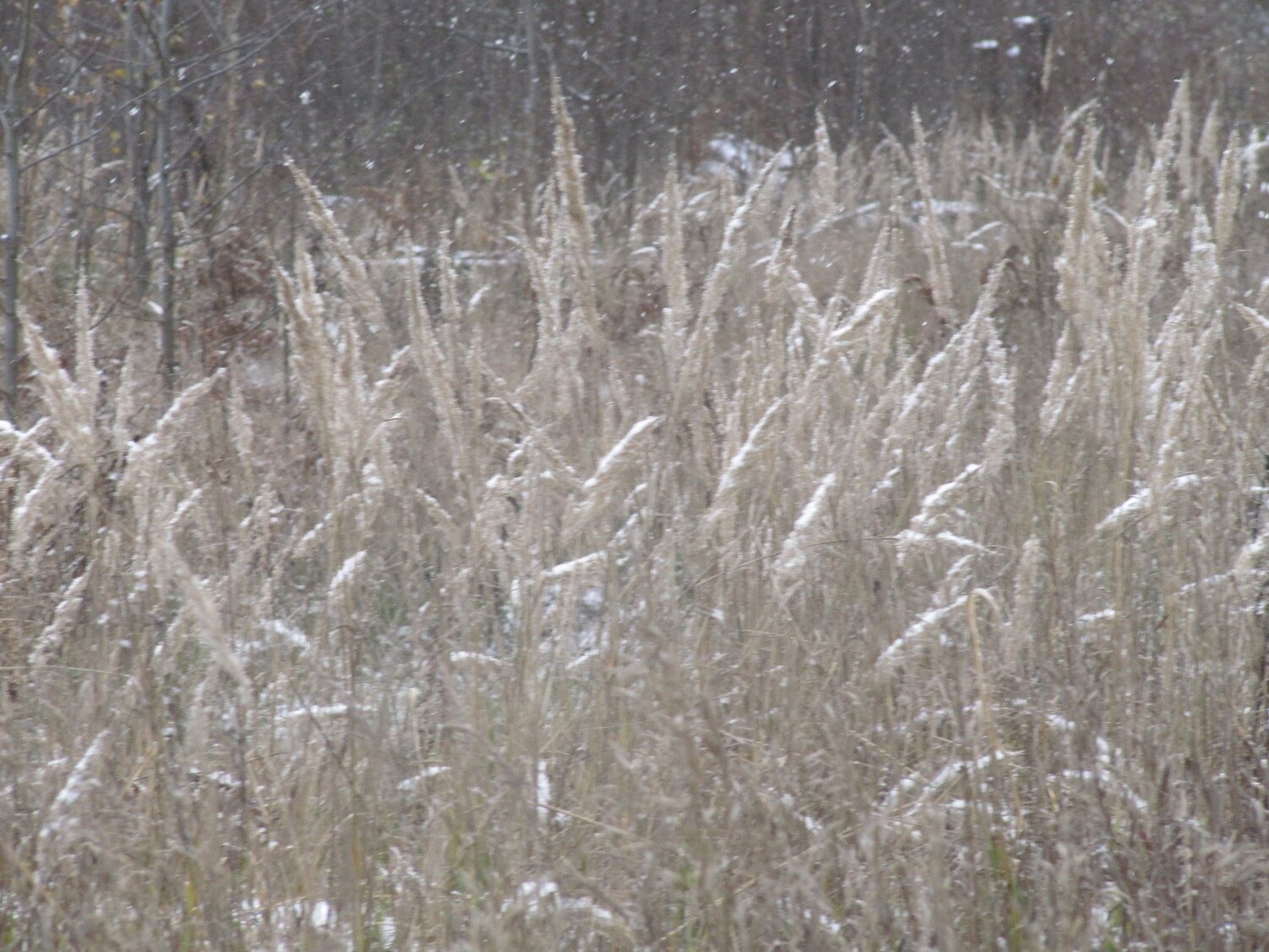 Photo #1498286