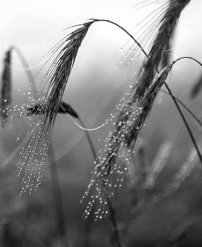 Утренняя роса