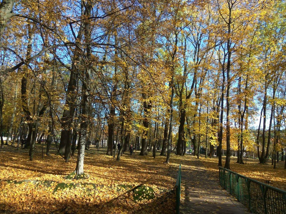 Замечательный осенний парк