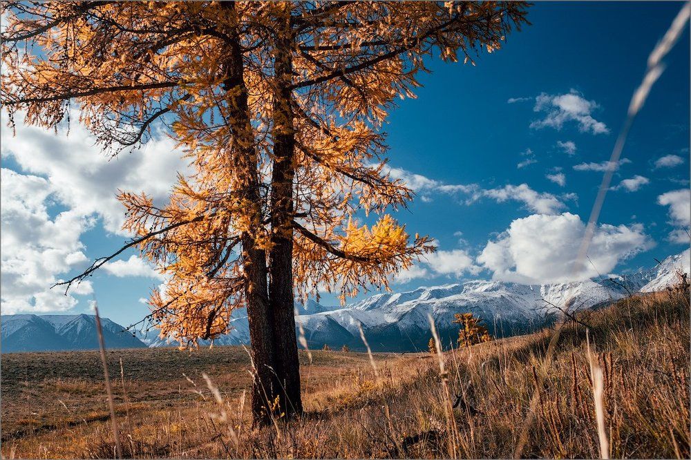Курайская степь