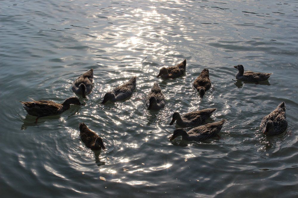 уточки из абрау дюрсо