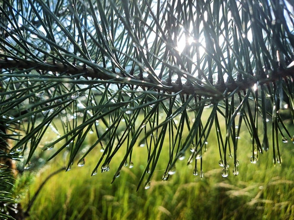 Лес после дождя