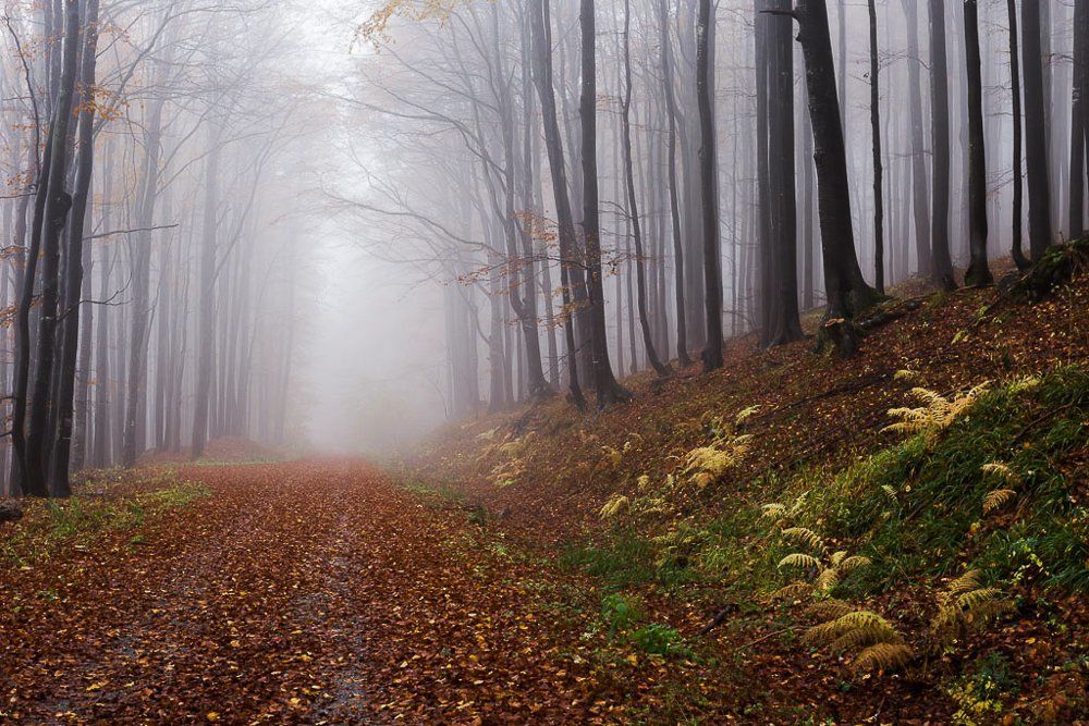 Photograph by Ирина Костова