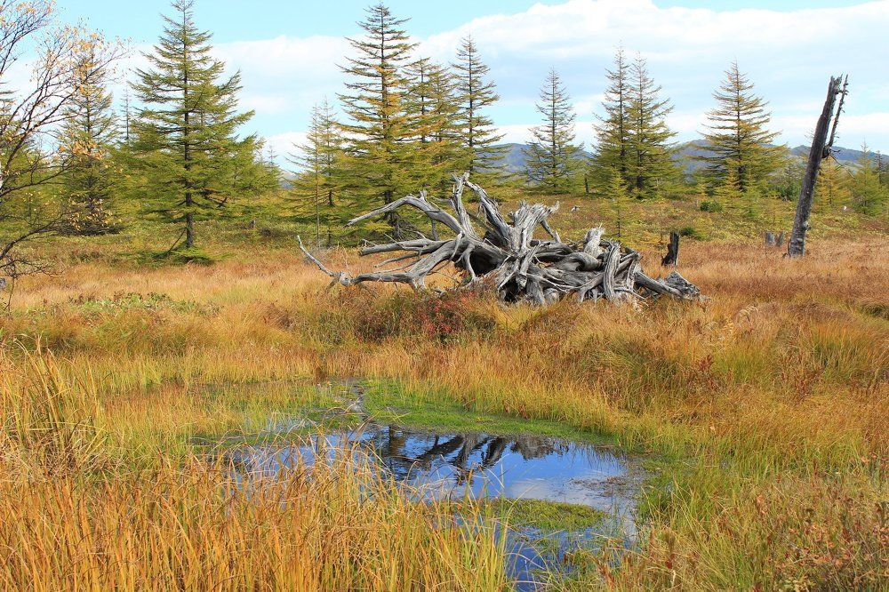Сахалинский этюд