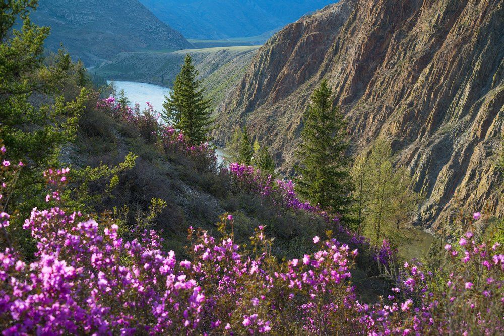 Цветение Маральника