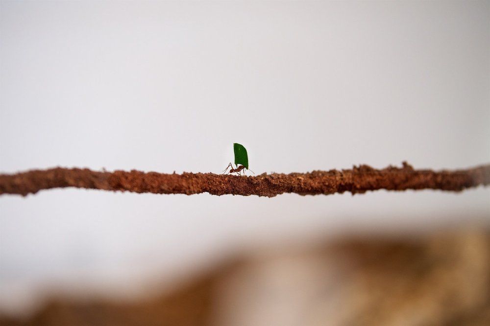 An ant can carries an object a hundred times its weight.