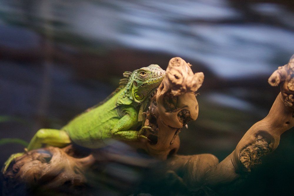 Iguana in peace. Daily life.