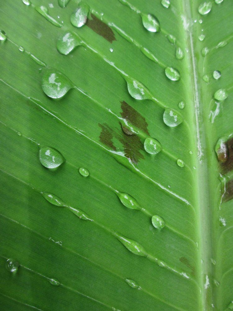 dew the pattern