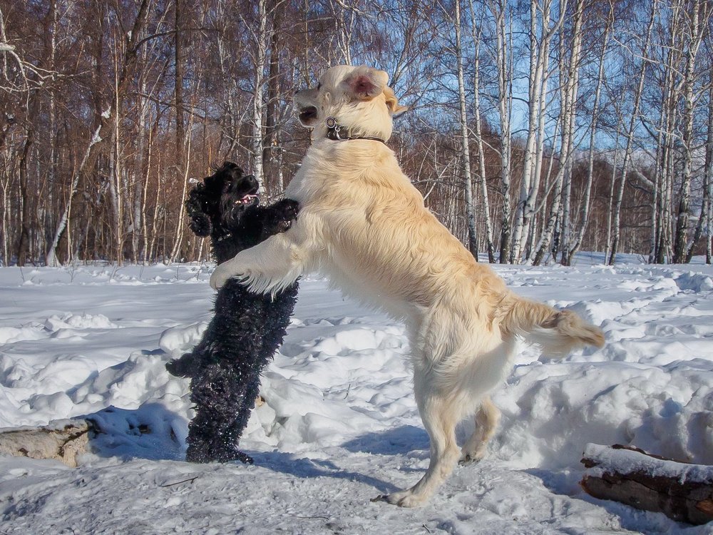Давай потанцуем