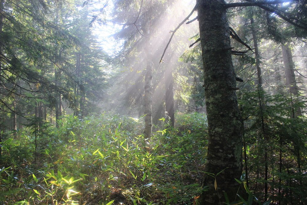 Лес после грозы