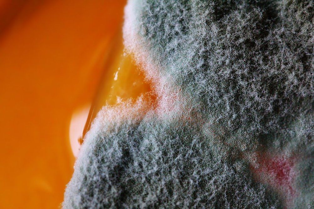 Фруктовые реки, грибные берега...