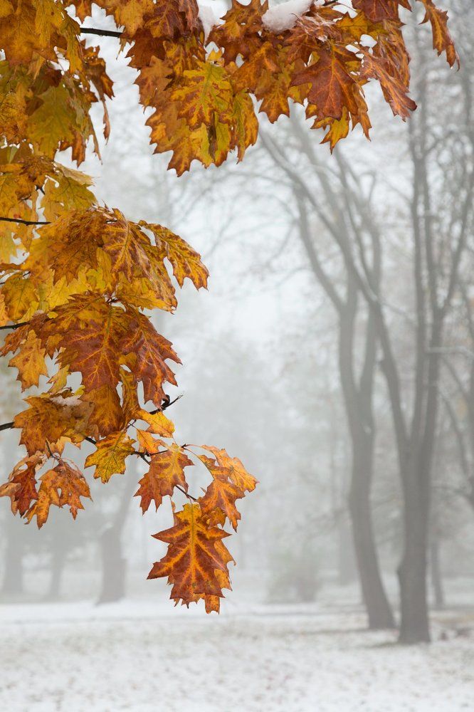 Снежное утро. Октябрь