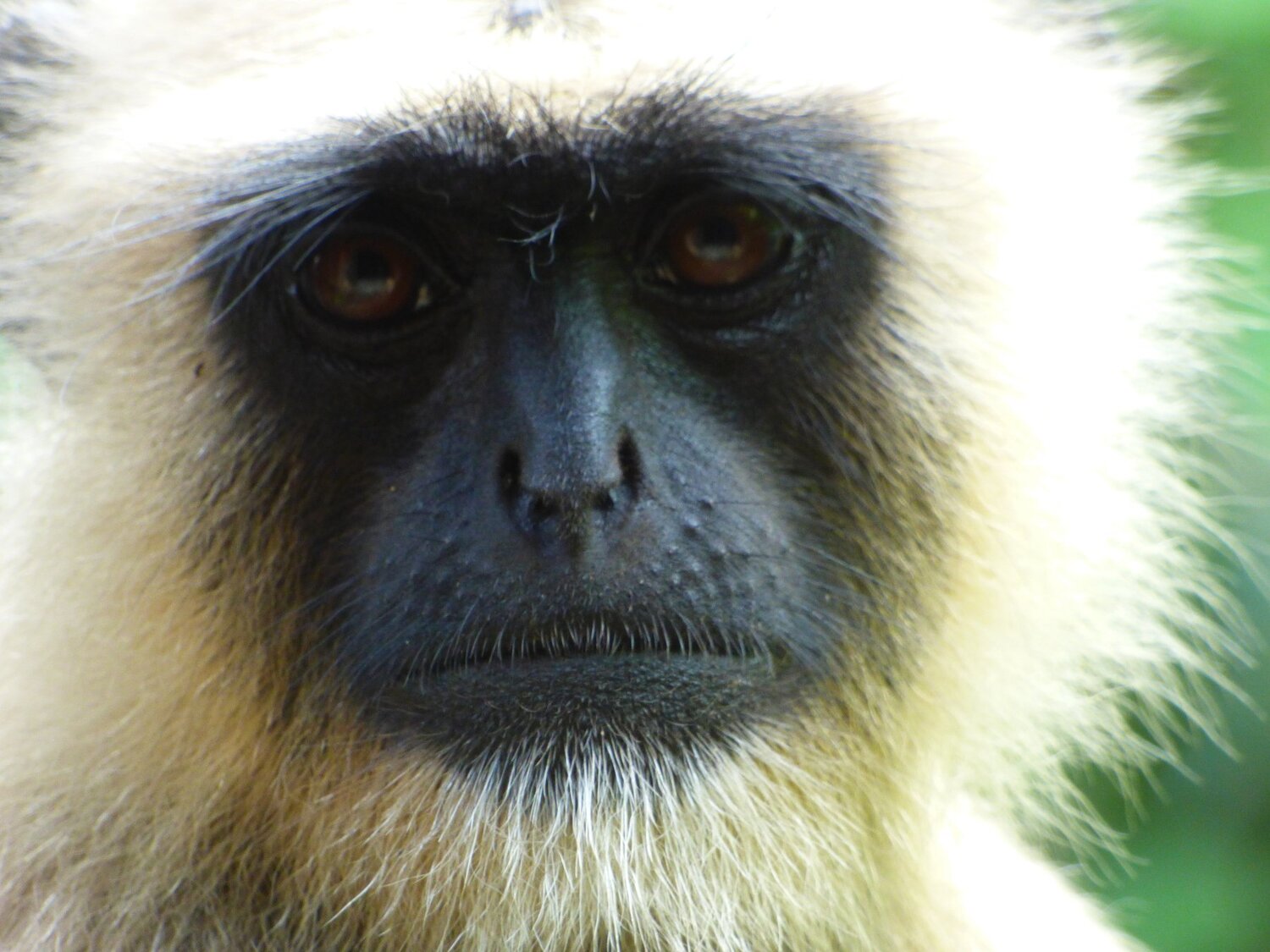 Monkey