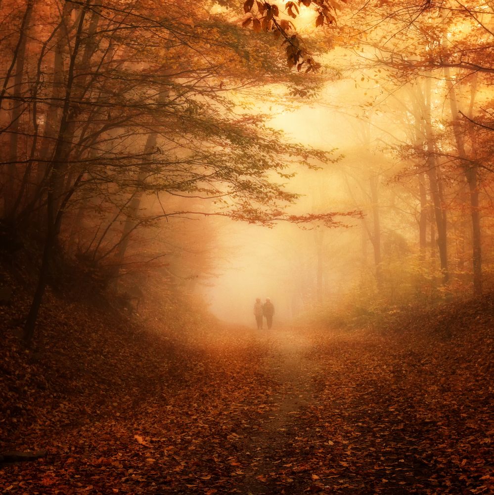 Walking in the dolden wood