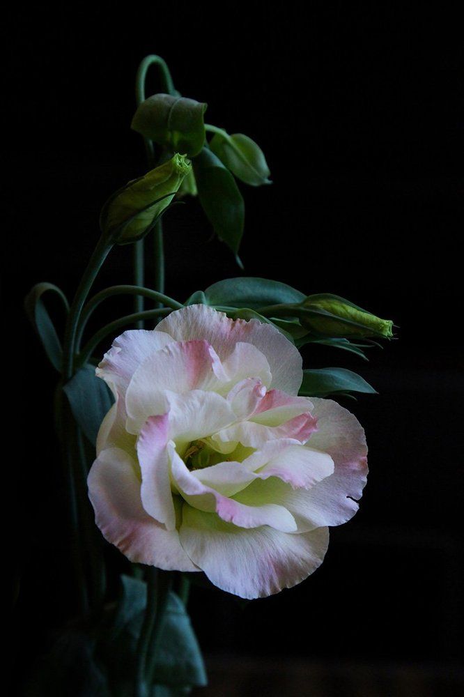 Photograph by Nam
