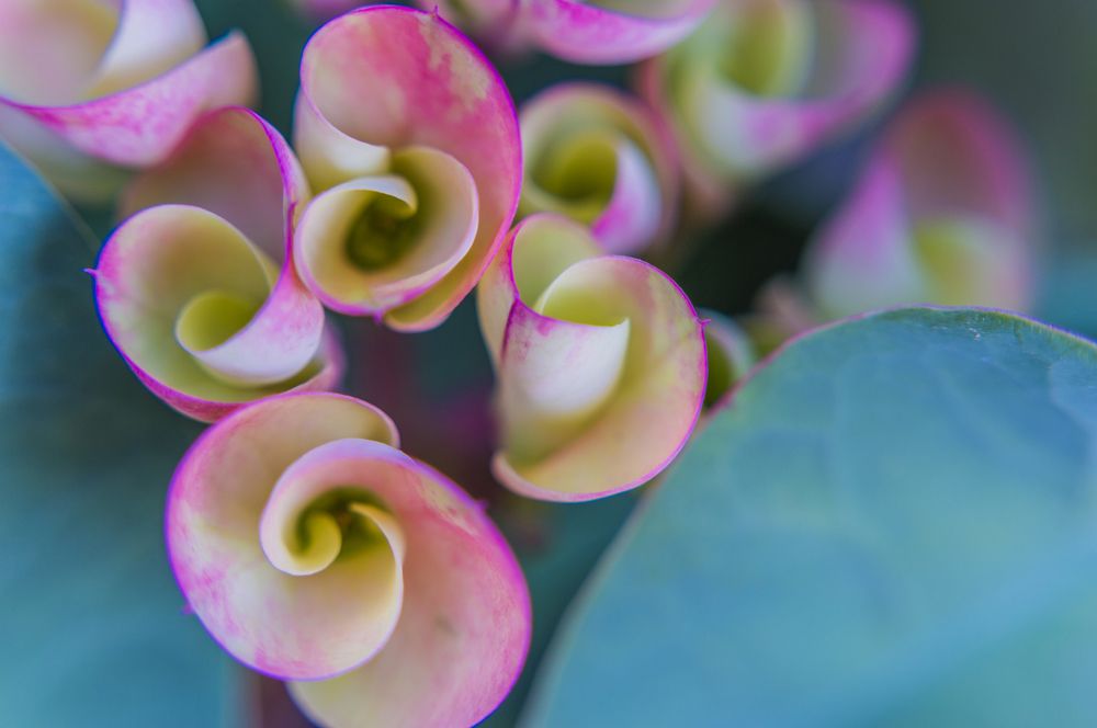 Little Bundles Of Joy