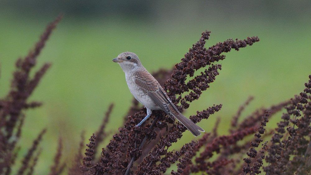 Молодой жулан