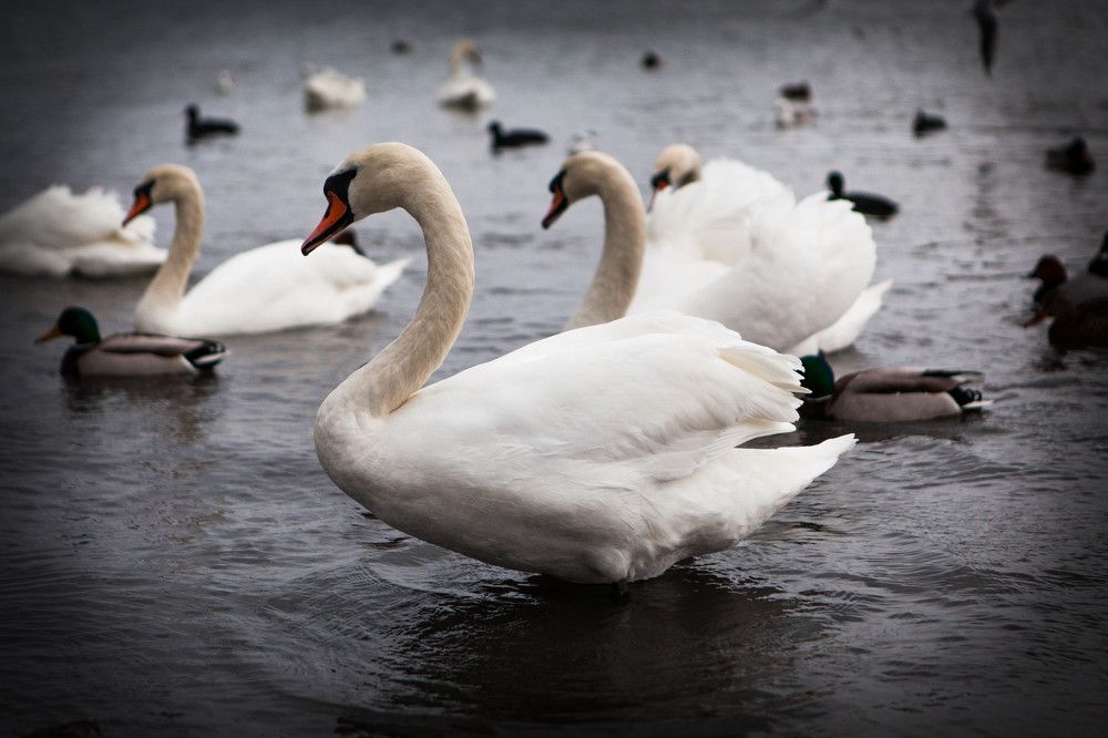 Swans