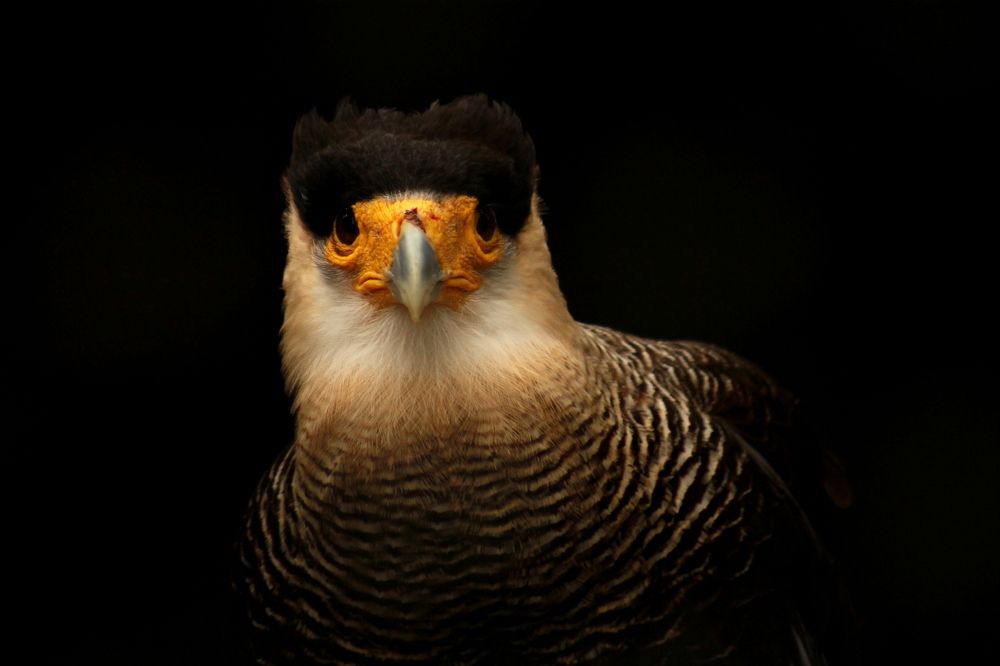 Southern Caracara