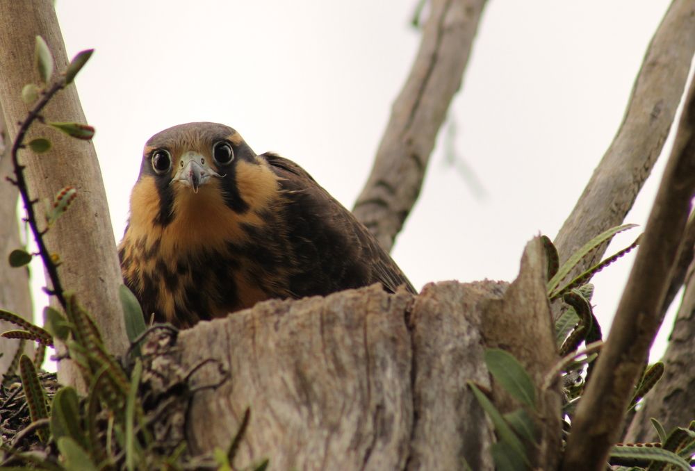 Aplomado Falcon