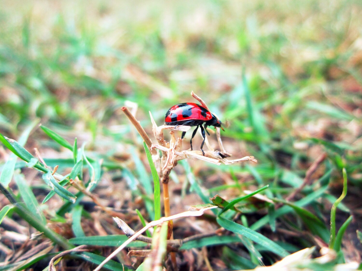 Tiny Little Ladybug