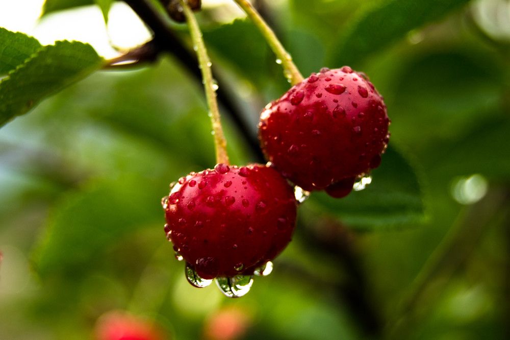 Сочная вишня