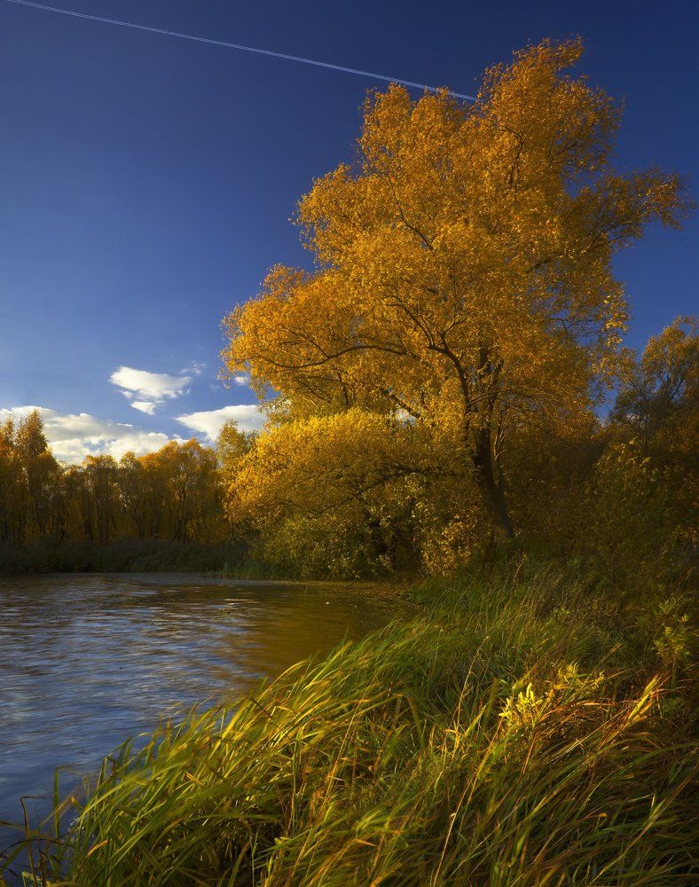 Golden Tree