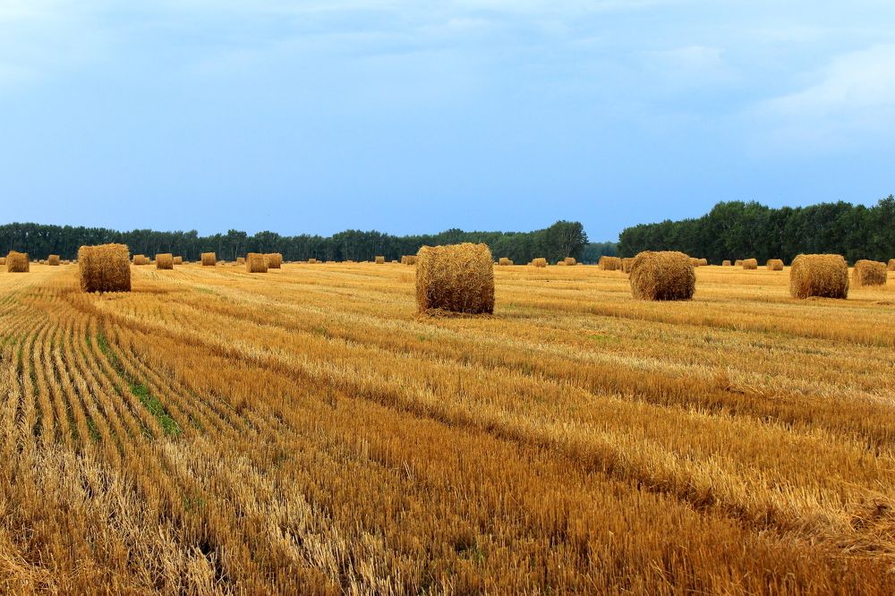 Сбор урожая