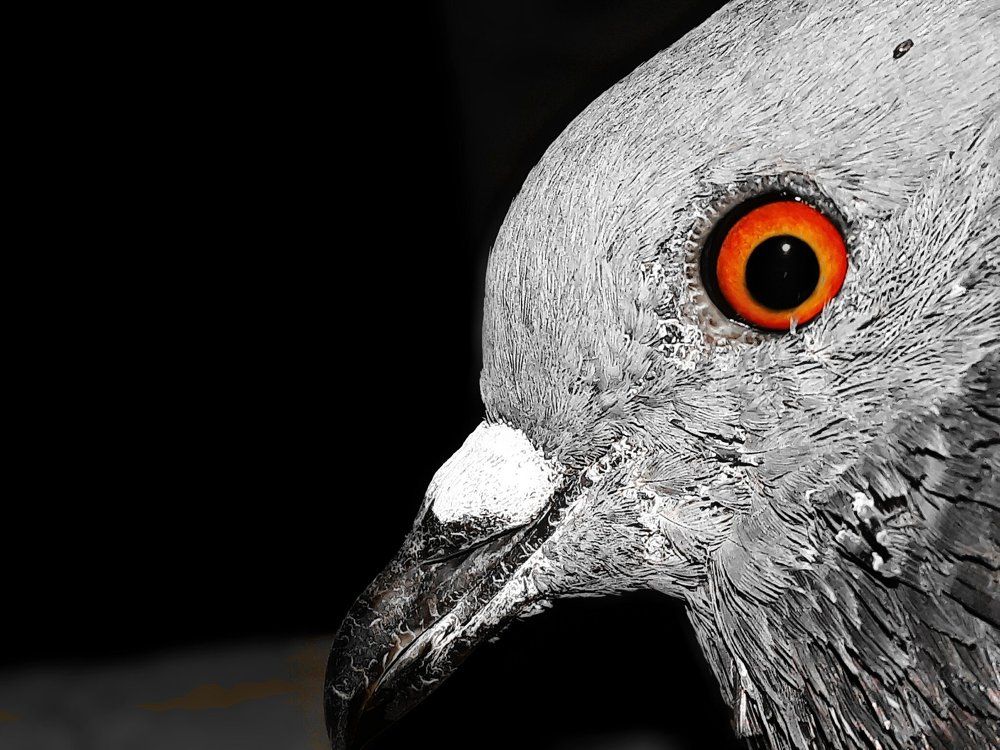 Bird
