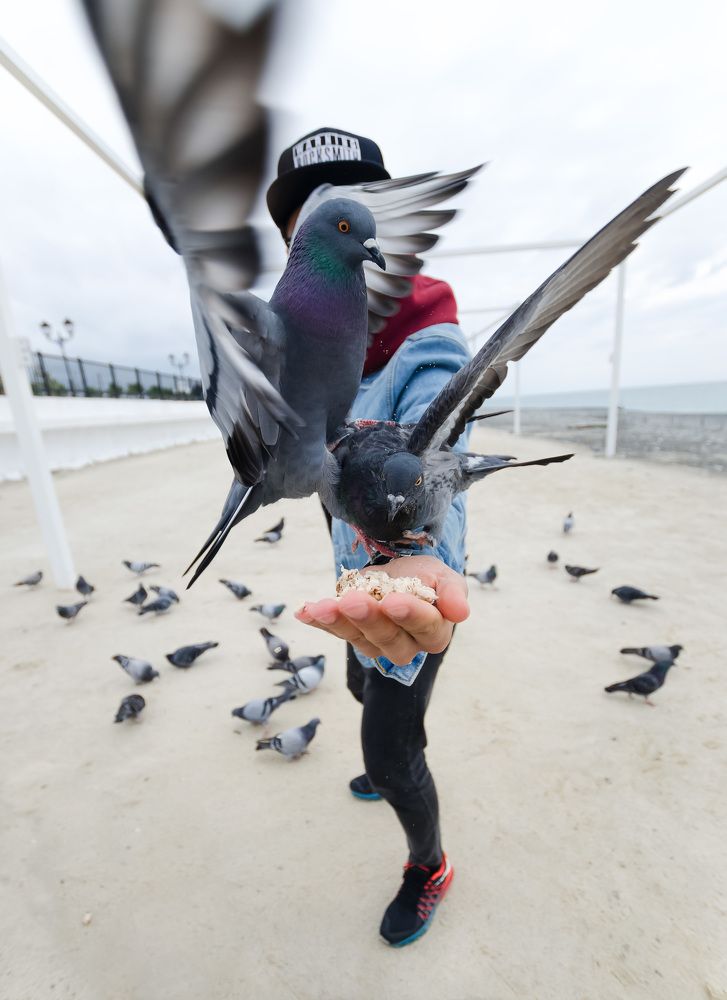 Шелест крыльев