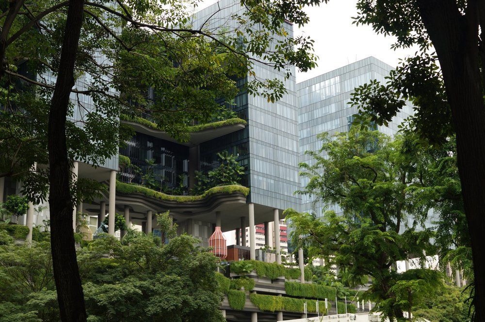 каменные джунгли