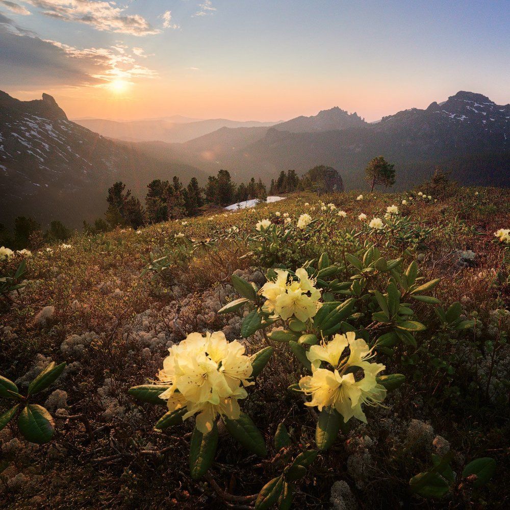 Рододендроны в свету