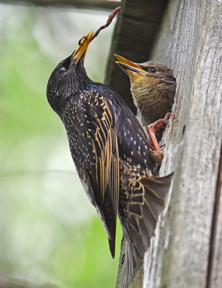 Червячок на сладкое