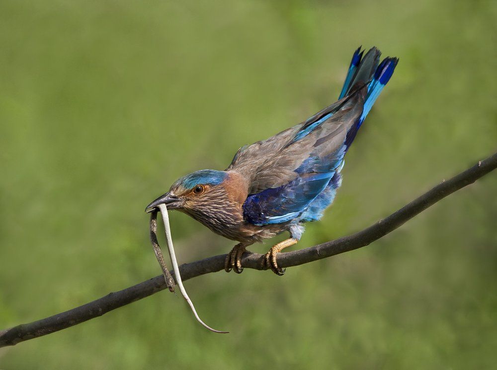 Indian Roller with Snake