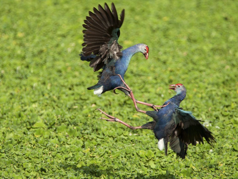 Fight of Purple Moorhen