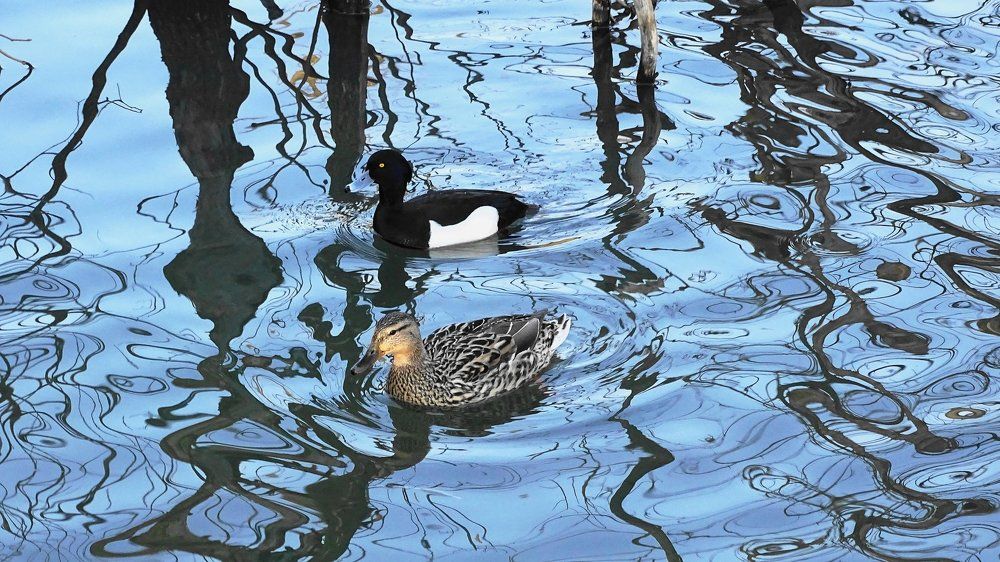 Странная пара