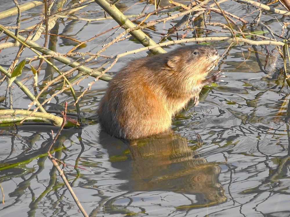 Ондатра...