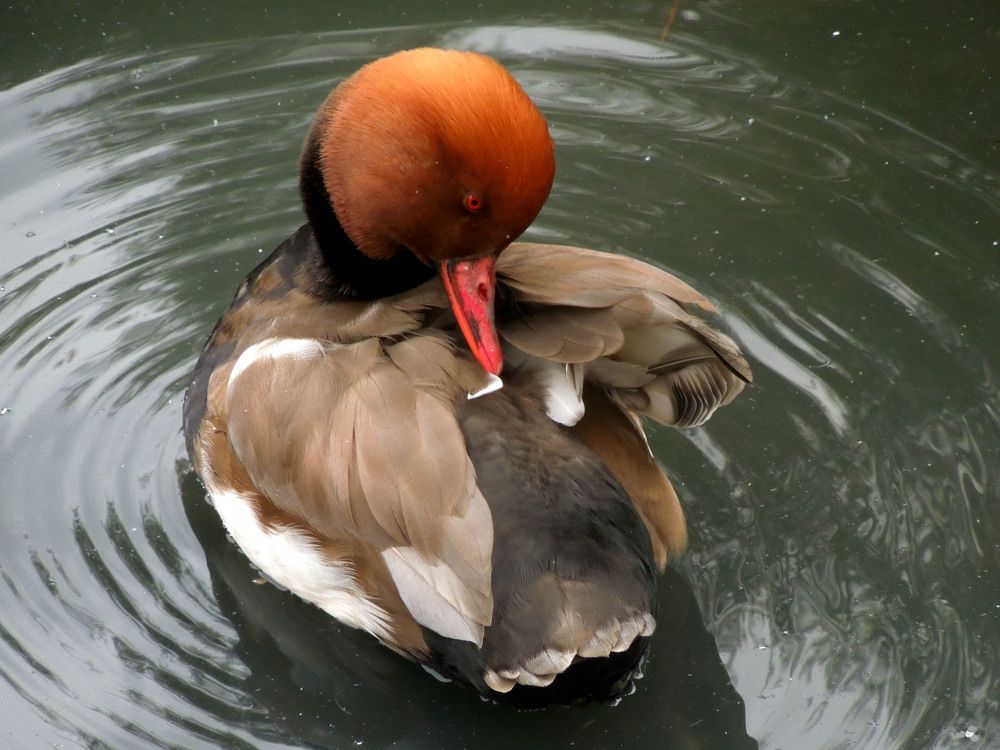 Красноносый нырок