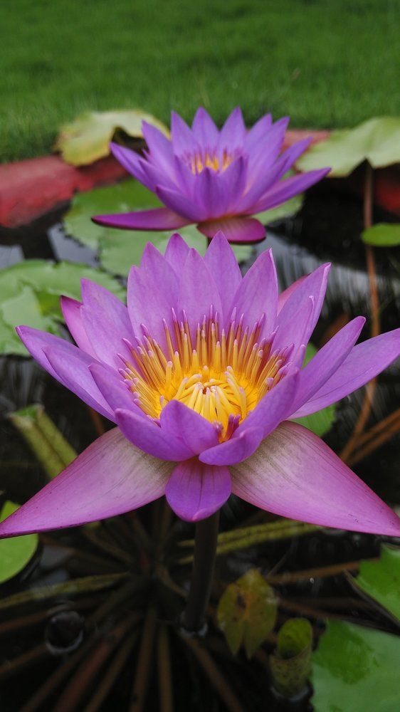 Morning Lotus