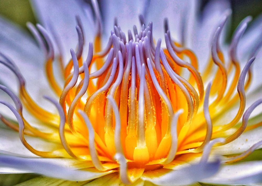 Pistil Lotus Flower