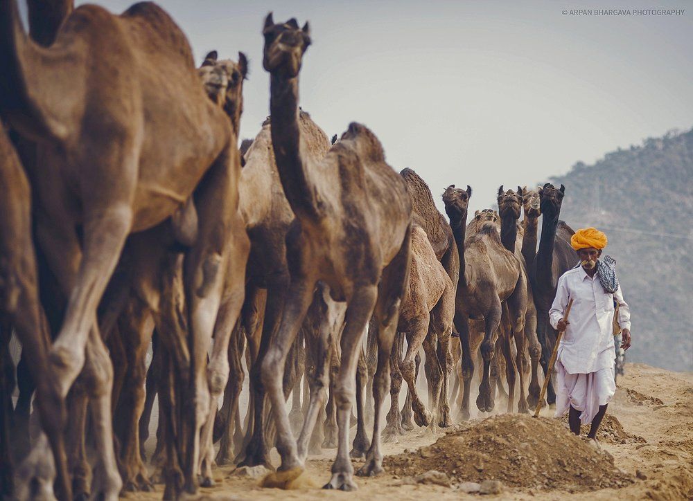 camel hertz