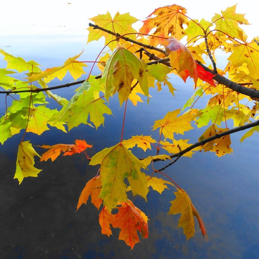 Ярмарка тщеславий