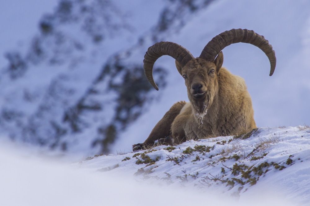 Ледяная борода