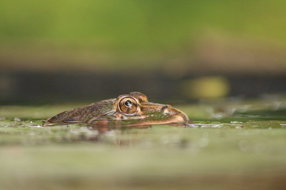 Frog Eyes