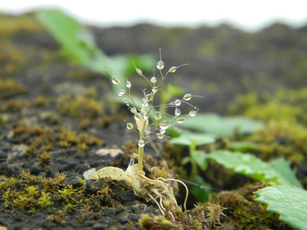 Beginning of new life in royal style